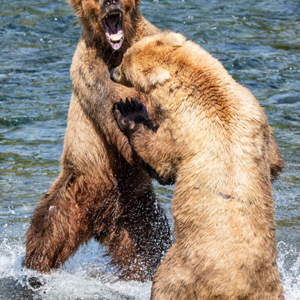 Brown Bears. Wildlife photography. Katmai National Park, Alaska