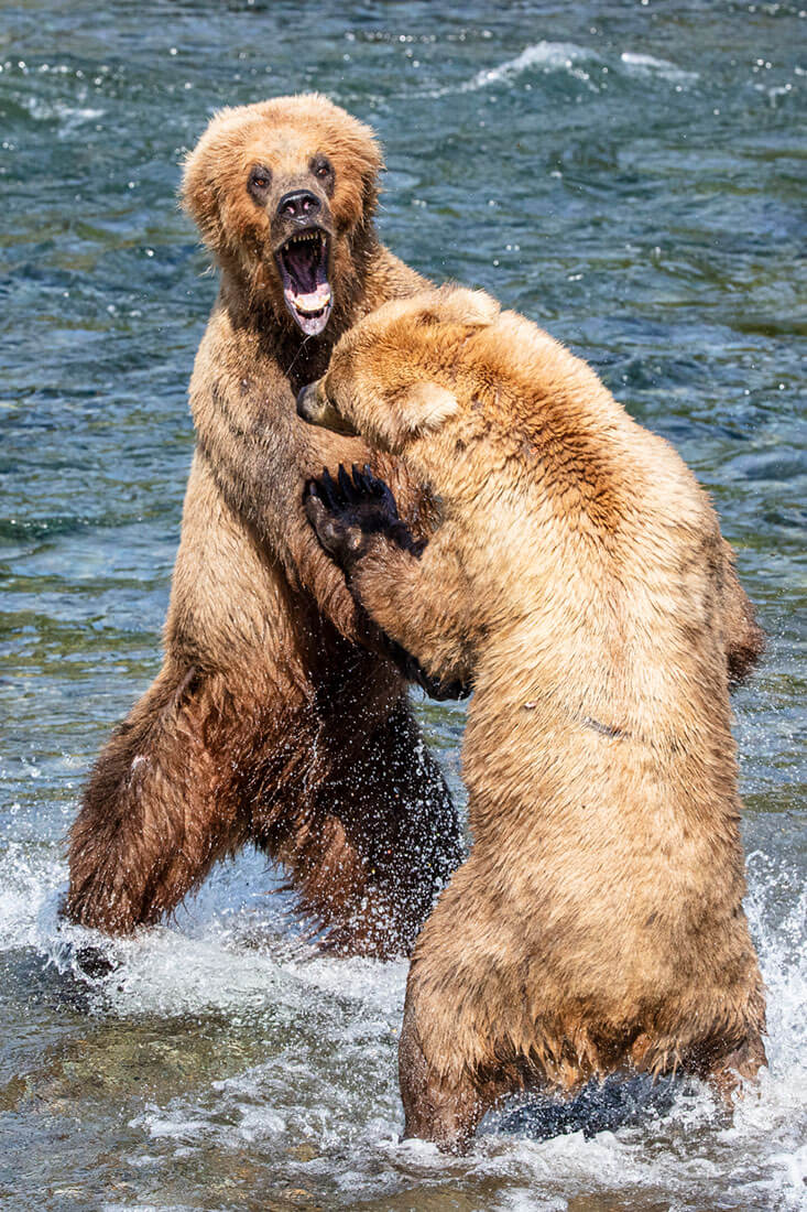 Brown Bears. Wildlife photography. Katmai National Park, Alaska