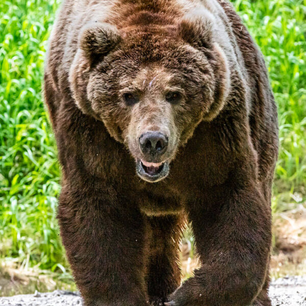 The Encounter. Brown Bear photo. Wildlife. Katmai National Park, Alaska