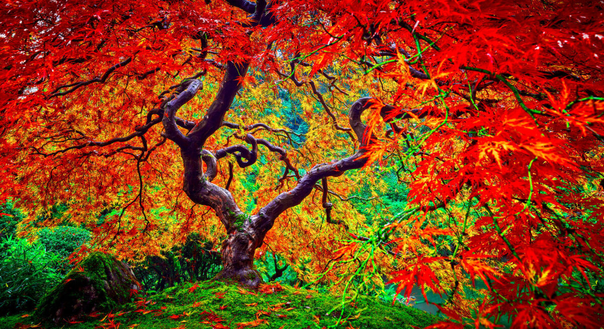 Entering Maple. Nature's Brillance, fall colors. Portland, OR