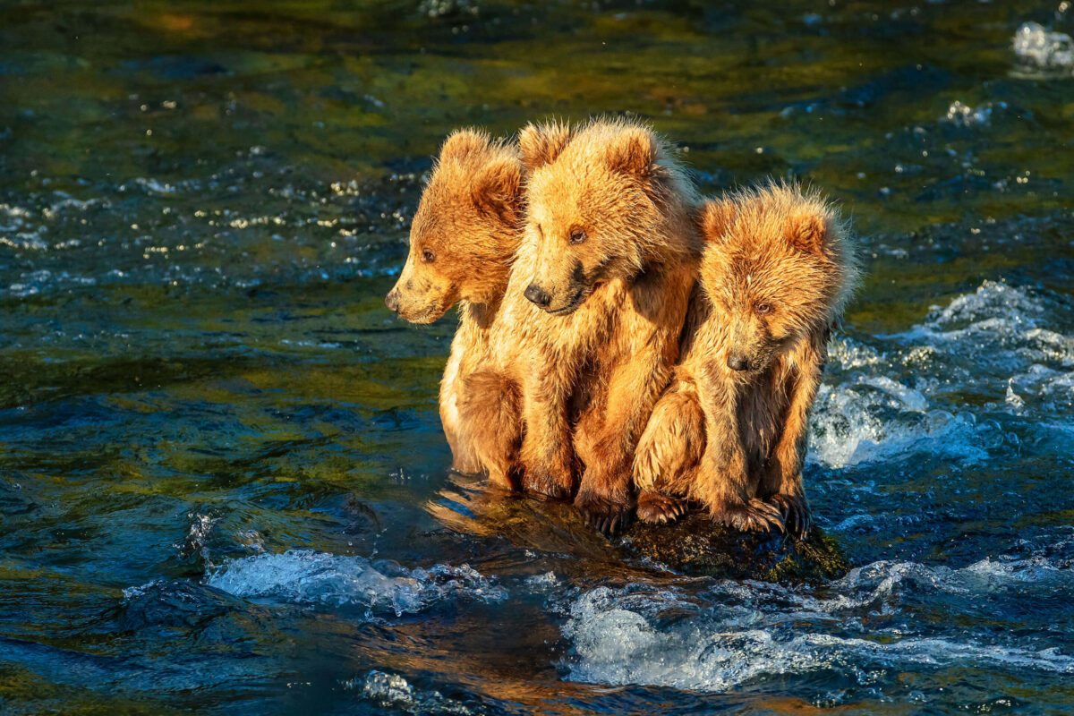 Mid River Trio. Bears, Bear cubs, Cubs, Brown bears, rivers