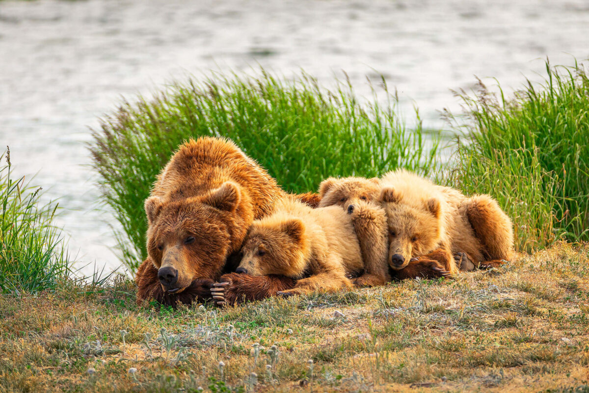 Mom & Cubs Sleeping. Brown Bear, bear. Katmai National Park, Alaska