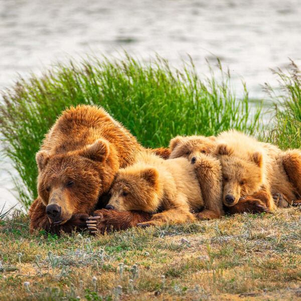 Mom & Cubs Sleeping. Brown Bear, bear. Katmai National Park, Alaska