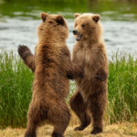 Baby Bear Dance