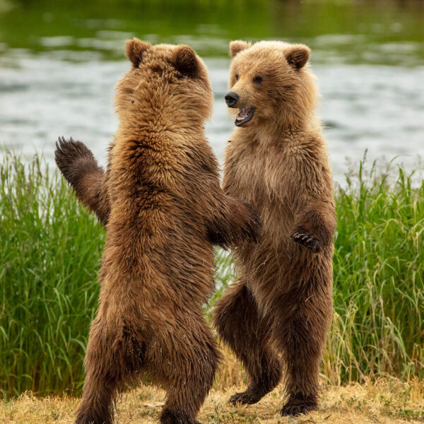 Baby Bear Dance