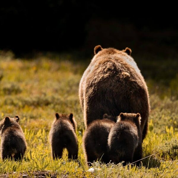 #399 bear. Grizzly Bear 399. Wildlife photography