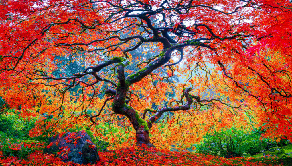 「Between Maple and Chestnut」写真集 Between Maple and Chestnut - Terri Weifenbach