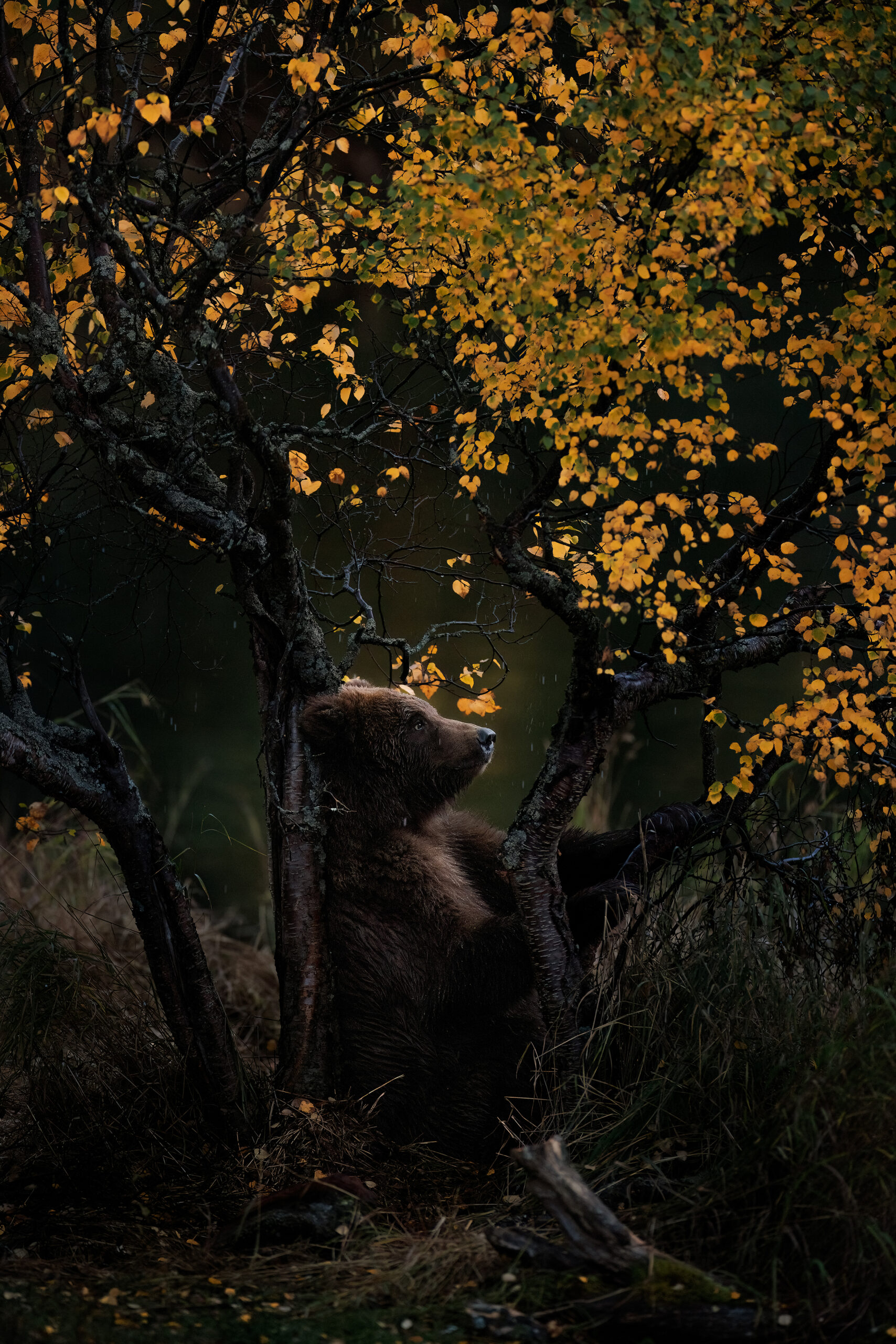 The Storybook Bear ⋆ Shaun Downey Fine Art Photography